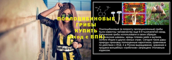 сатива Волоколамск
